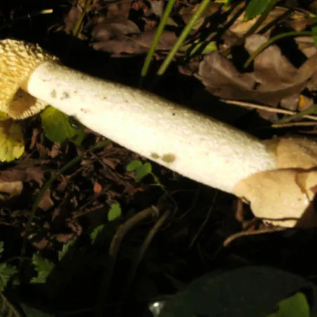 Owczarnia Miedzychod